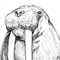 walrus